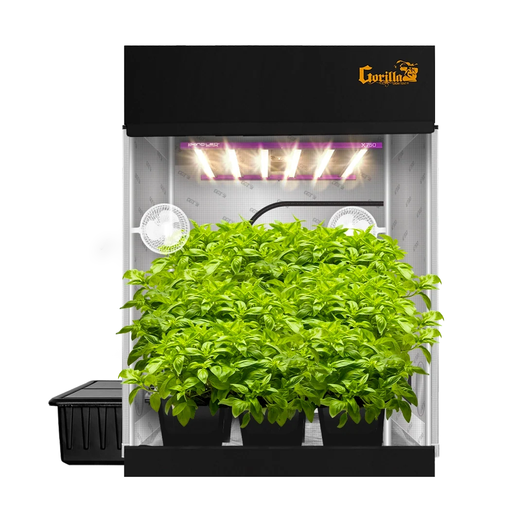 Growing Herbs Indoors Year-Round (continued)