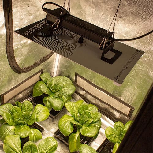 Starting Your Own Vegetable Garden